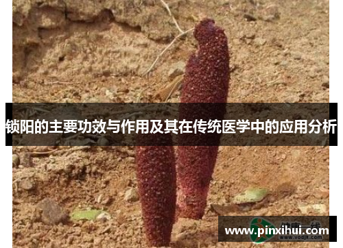 锁阳的主要功效与作用及其在传统医学中的应用分析